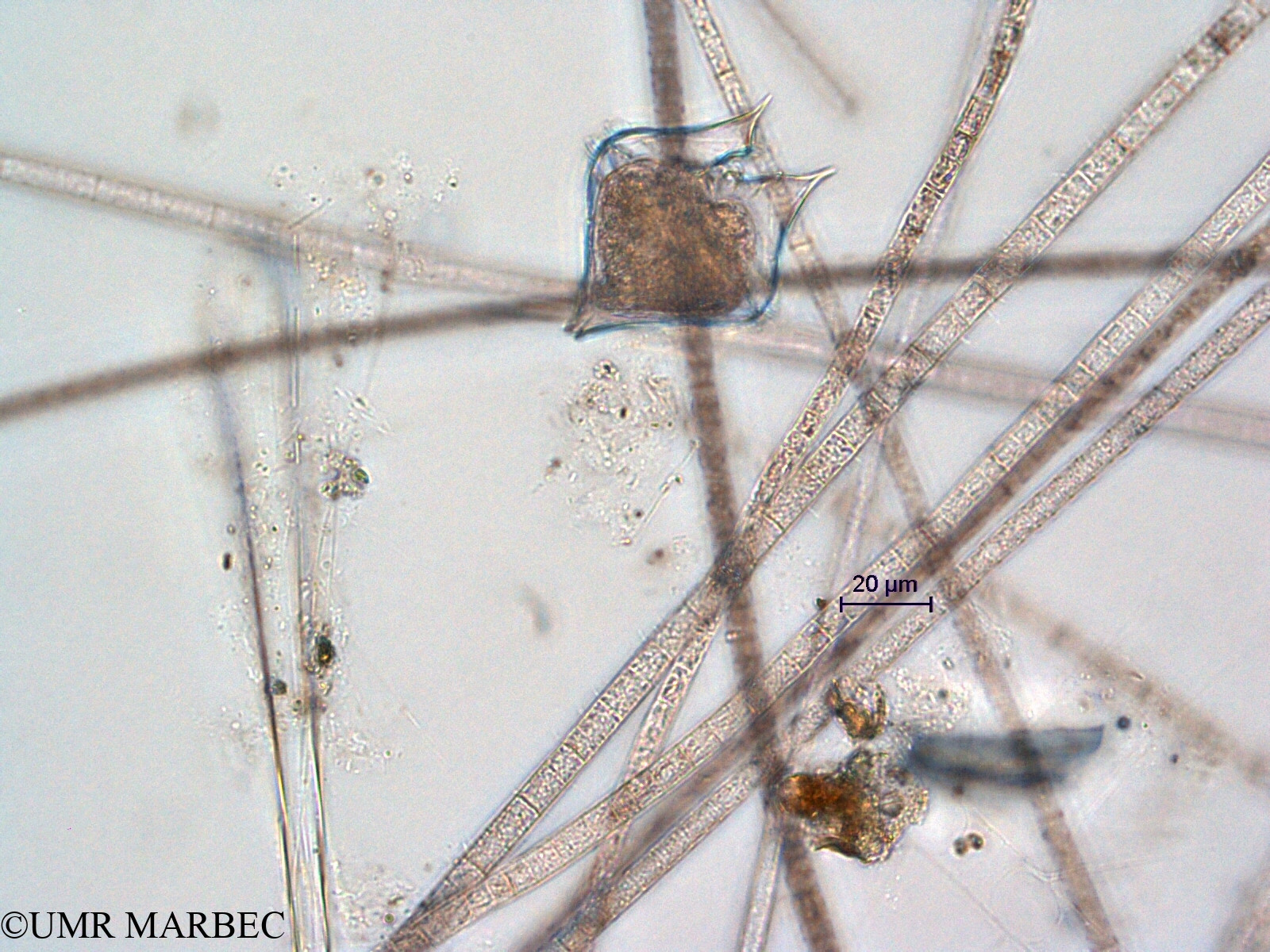 phyto/Scattered_Islands/all/COMMA April 2011/Protoperidinium sp6 ( recomposé -2)(copy).jpg